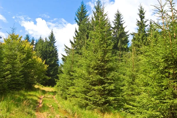 depositphotos_8077241-stock-photo-summer-pine-forest.jpg